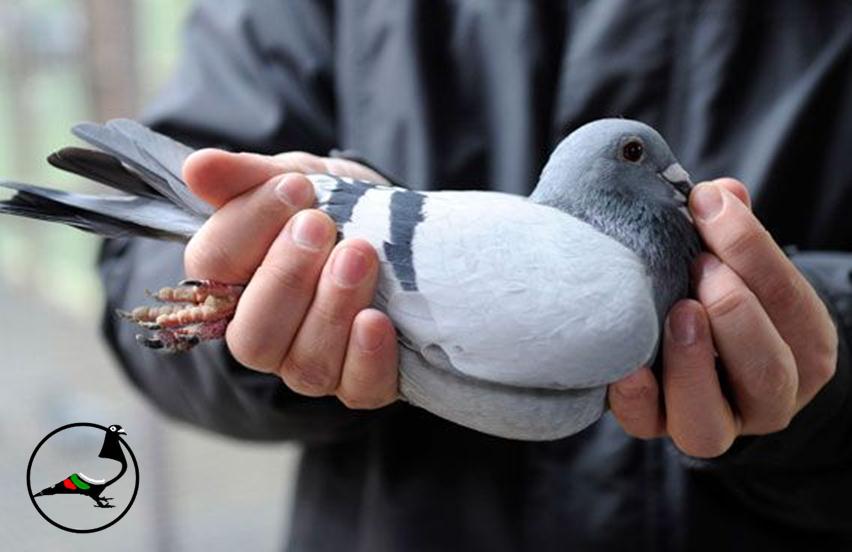 Гълъби разнасят дрога в Аржентина