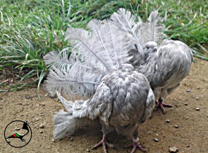 Как да премахнем пероядите и кокошинки по гълъбите?