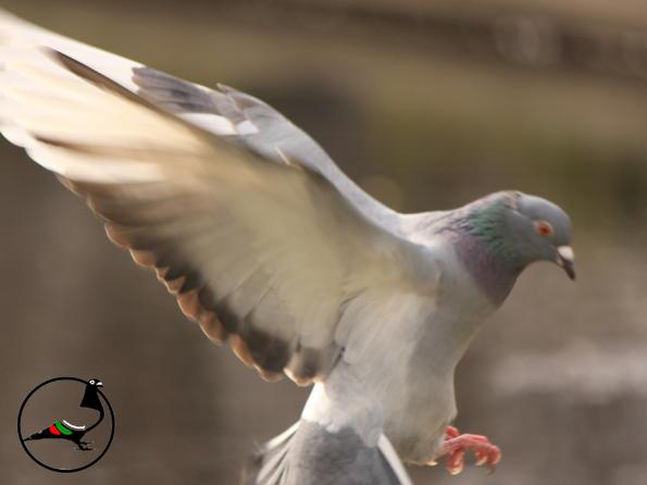 Как в Ню Йорк се справят с проблема с гълъбите
