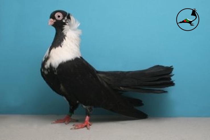 Шуменски гълъб