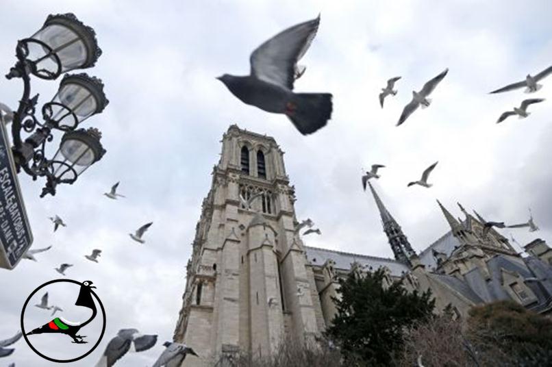 Нова професия във Франция – удушвач на гълъби
