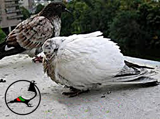 Какво причиняват външни паразити по гълъбите