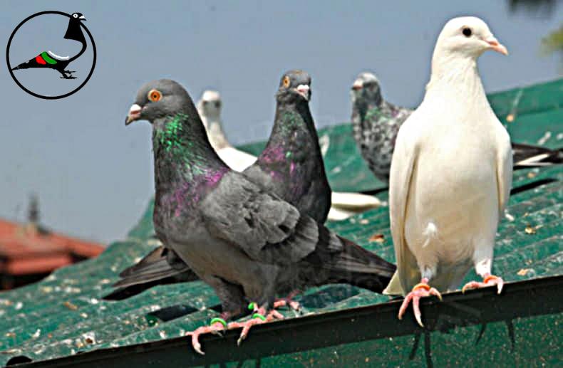 Обезпаразитяване срещу външни паразити по гълъбите
