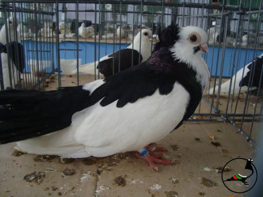 Пернишки гълъб – специална порода