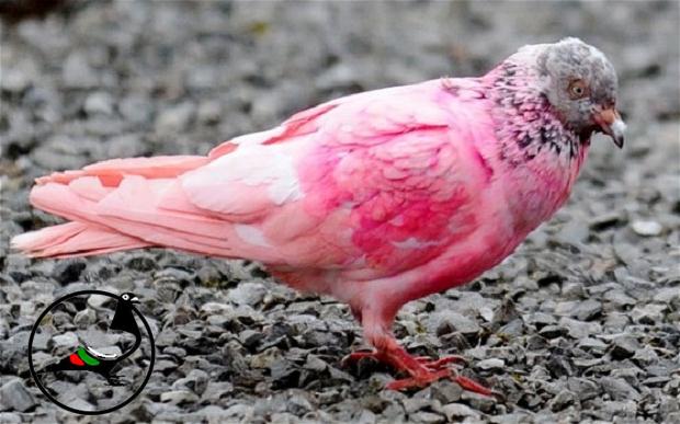 В природата съществуват розови гълъби