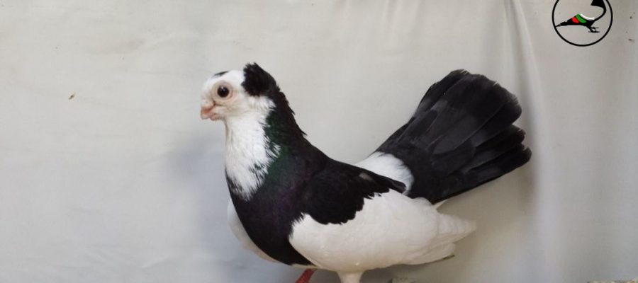 Пернишки шарен гълъб